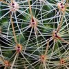 Thelocactus _conothelos _ssp.argenteus _SB311_ 03